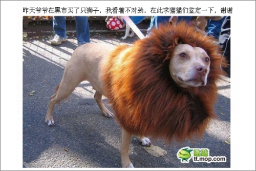 lion dog.jpg 어제 아버지가 사자를 사오셨는데...